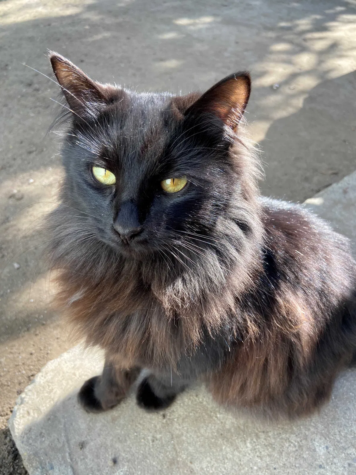 Lost cat in Santa Ana, CA, 92707