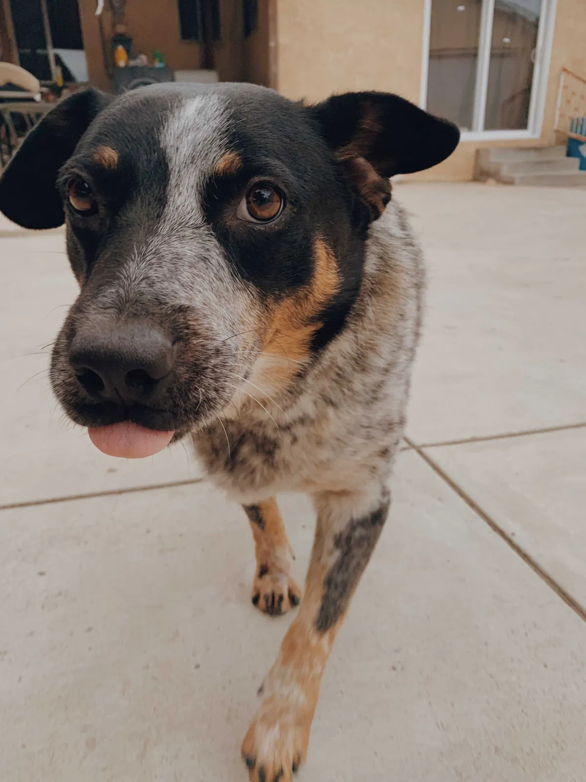 Lost dog in Oxnard, CA, 93033