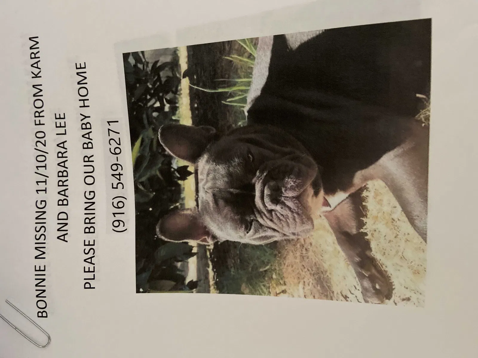 Lost dog in Sacramento, CA, 95842