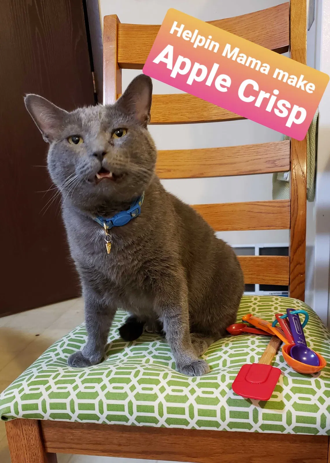 Lost cat in Hamilton, OH, 45013