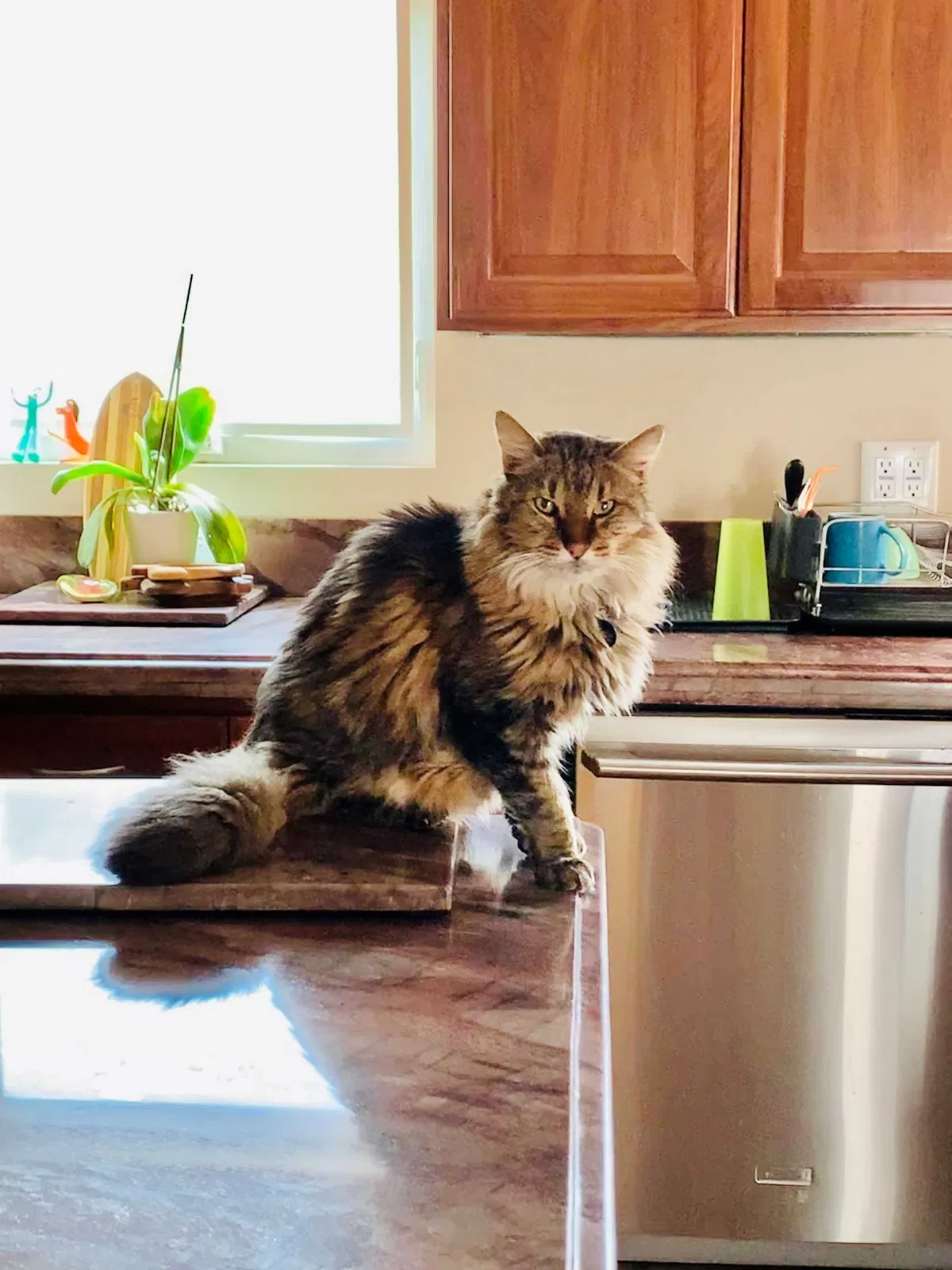 Lost cat in Long Beach, CA, 90803