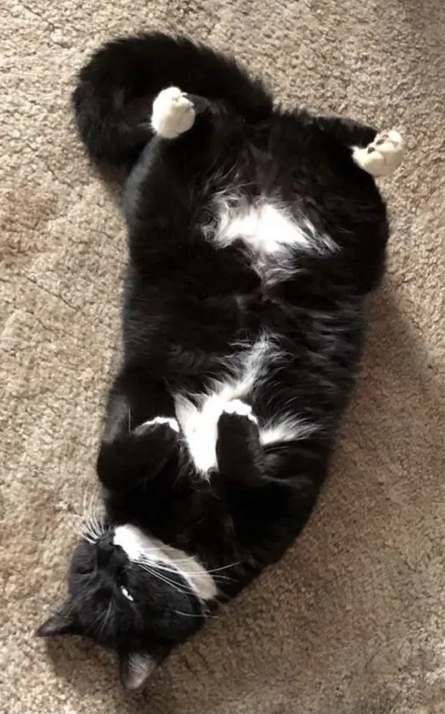 Lost cat in Redding, CA, 96002