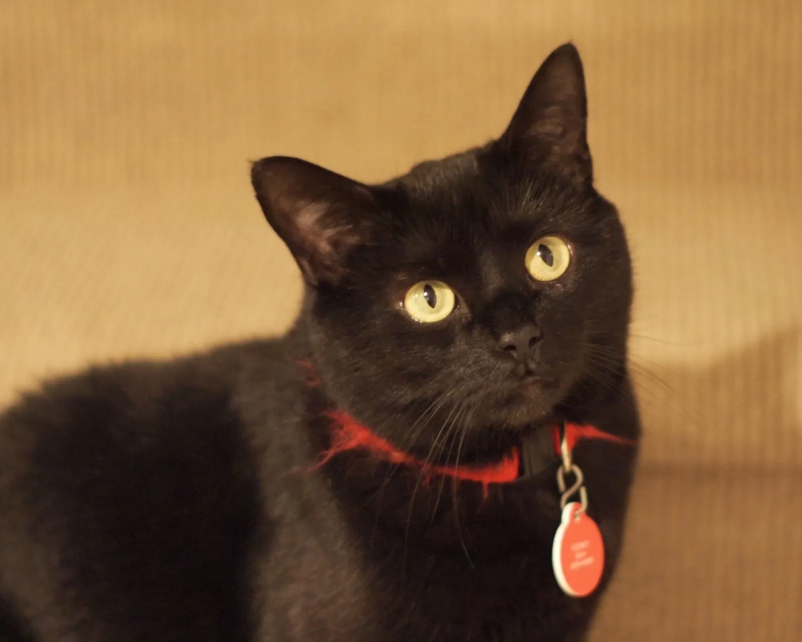 Lost cat in Columbus, OH, 43215