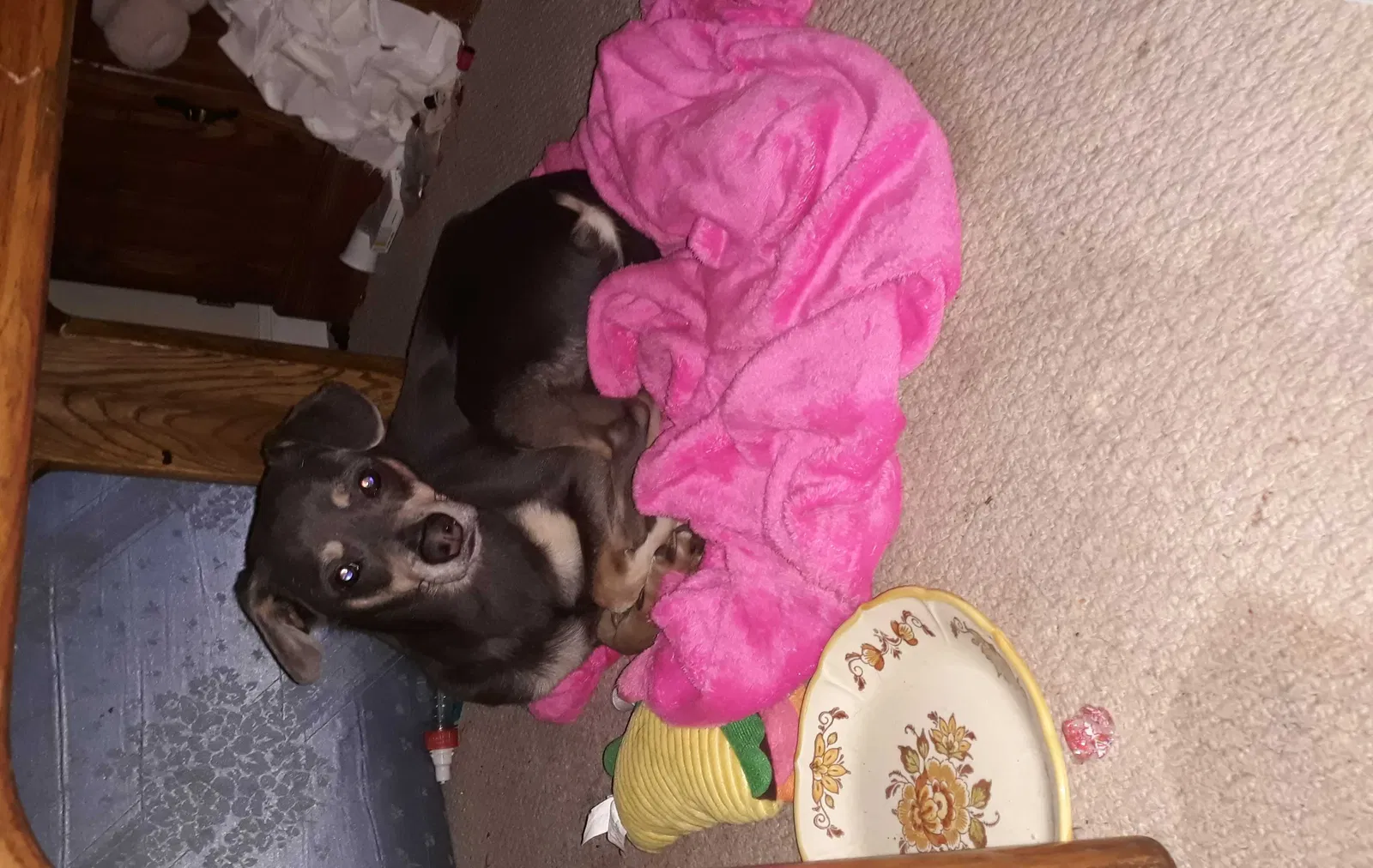 Lost dog in Asheboro, NC, 27205