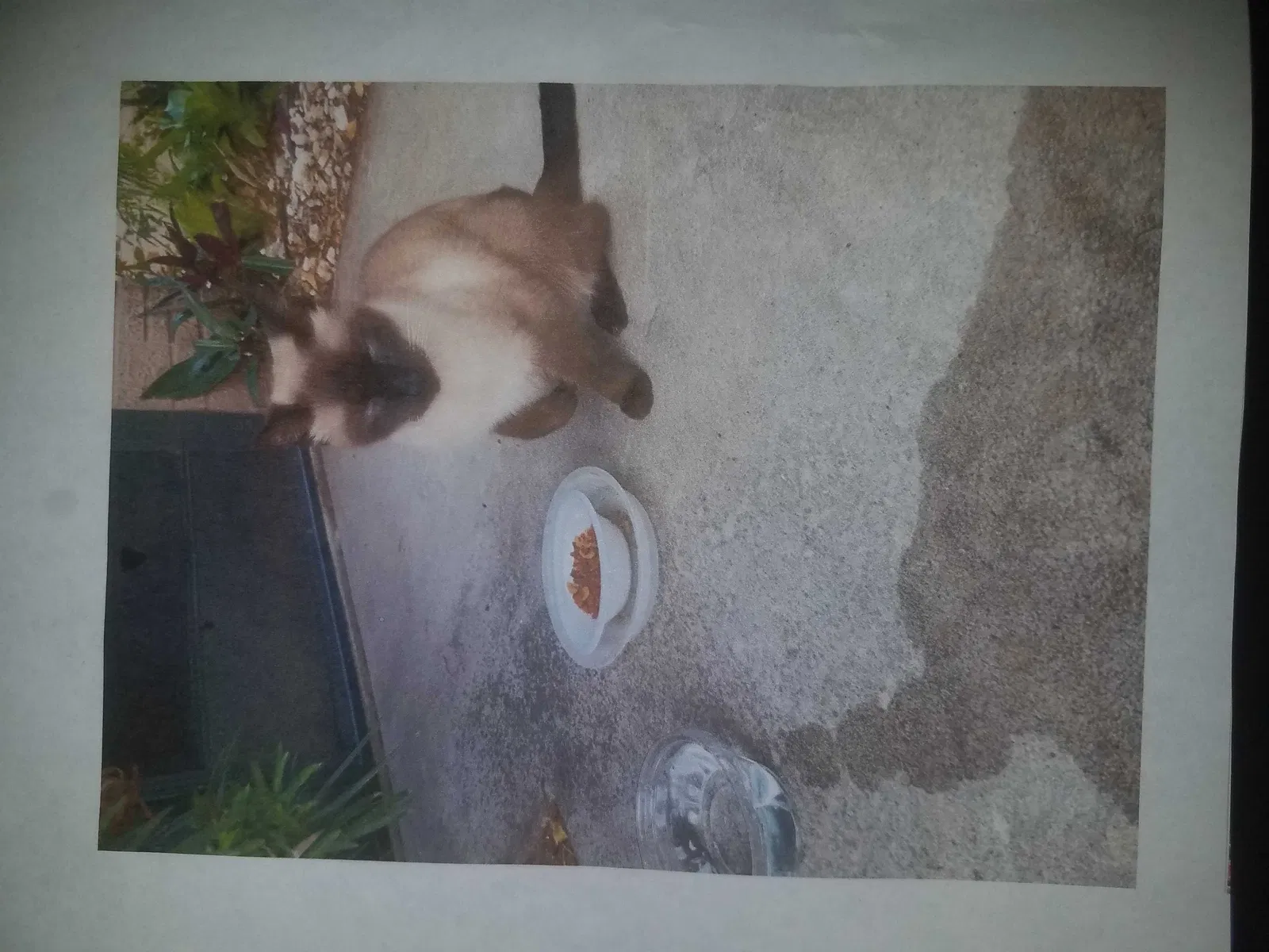 Lost cat in North Fort Myers, FL, 33917