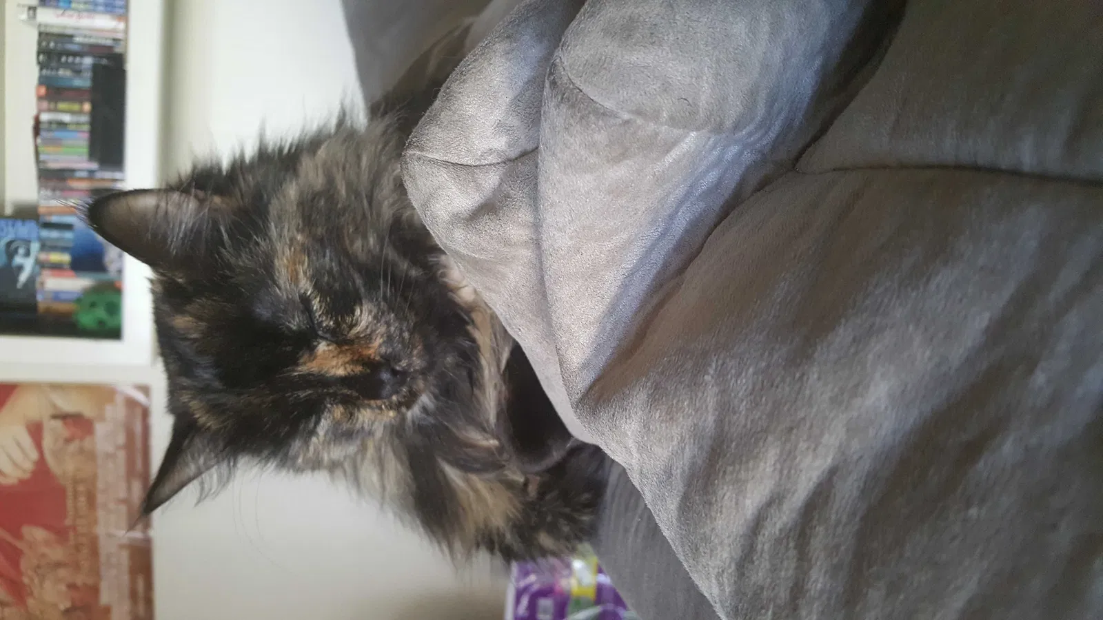 Lost cat in Mission Viejo, CA, 92692