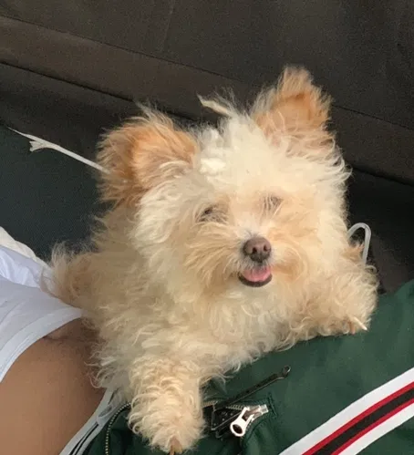 Lost dog in Miami, FL, 33133