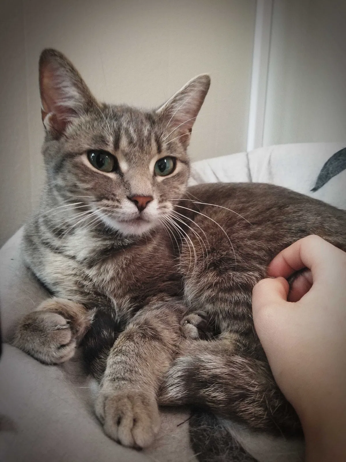 Lost cat in Grayslake, IL, 60030