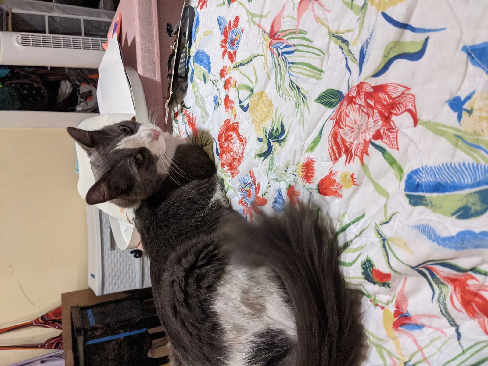 Lost cat in Oakland, CA, 94609
