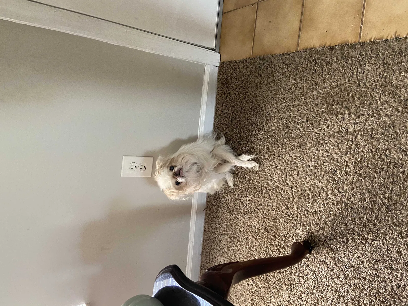 Lost dog in Jacksonville, FL, 32244