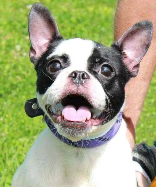 Lost dog in Mount Gilead, OH, 43338