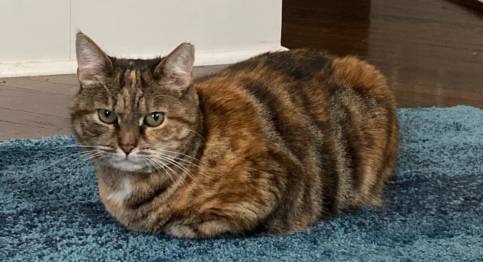 Lost cat in Morristown, NJ, 7960