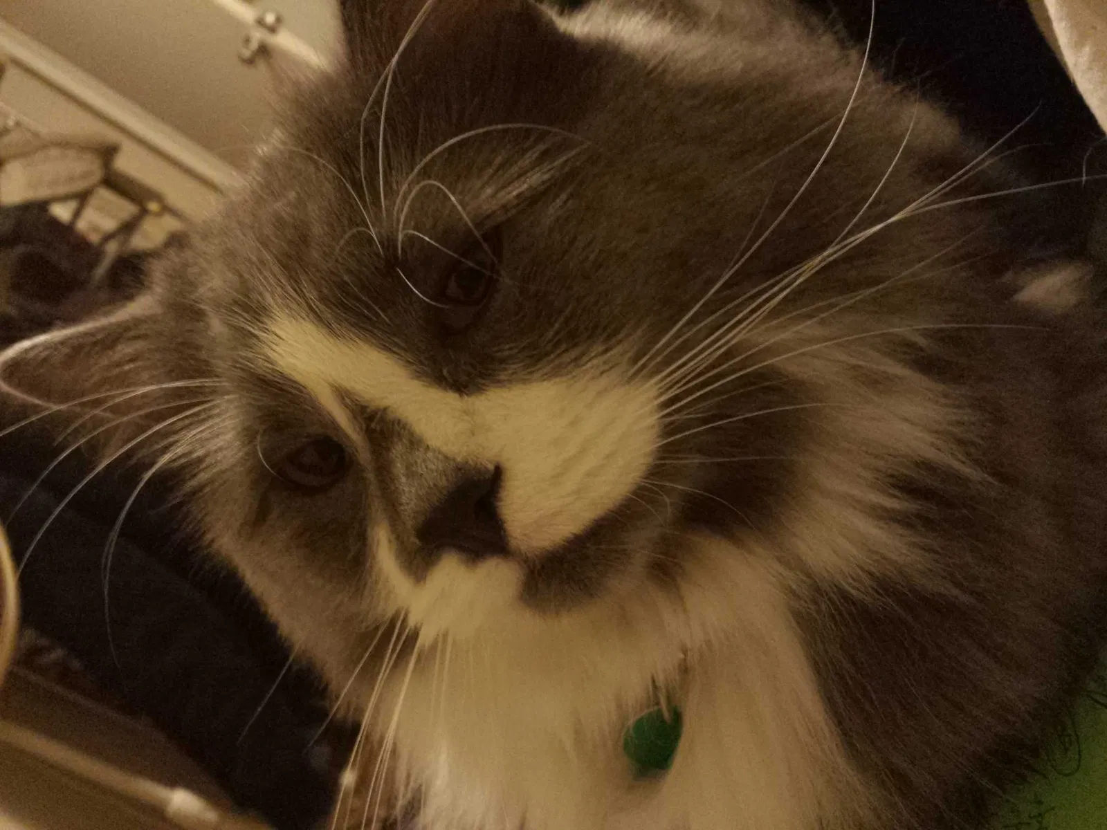 Lost cat in Englewood, CO, 80113