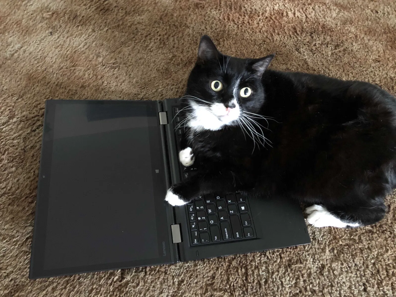 Lost cat in Santee, CA, 92071