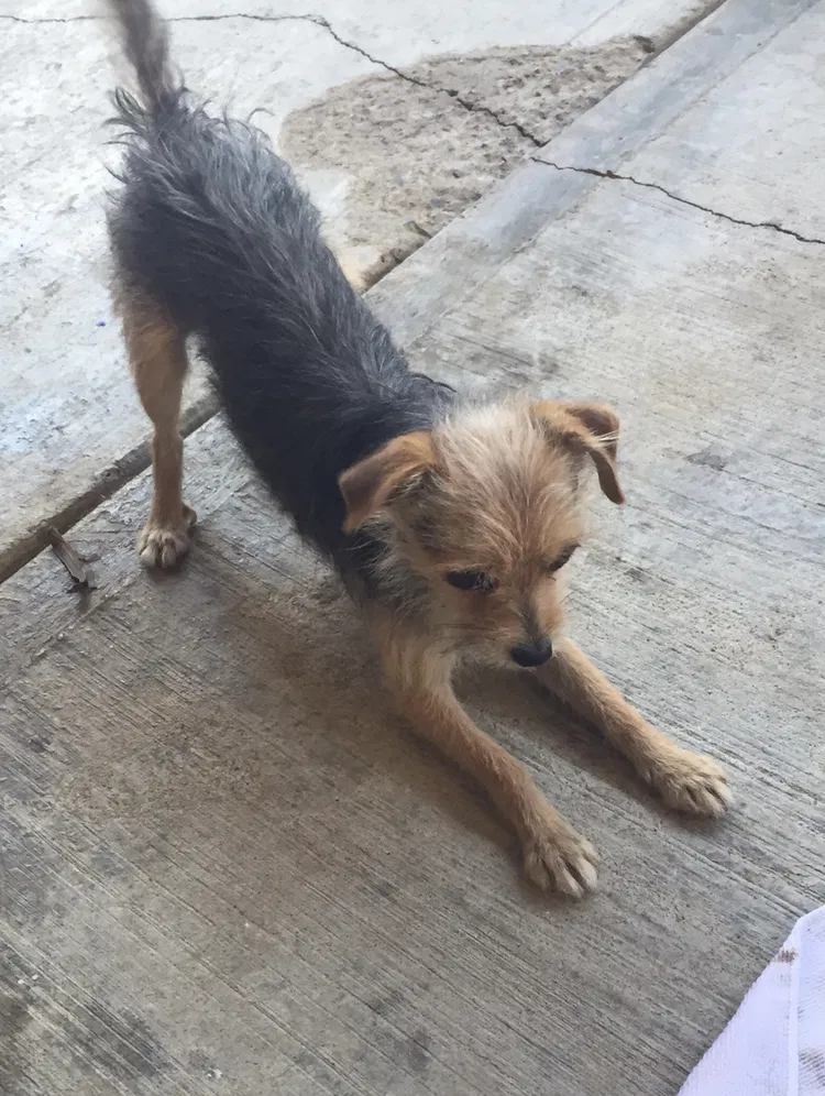 Lost dog in Visalia, CA, 93291