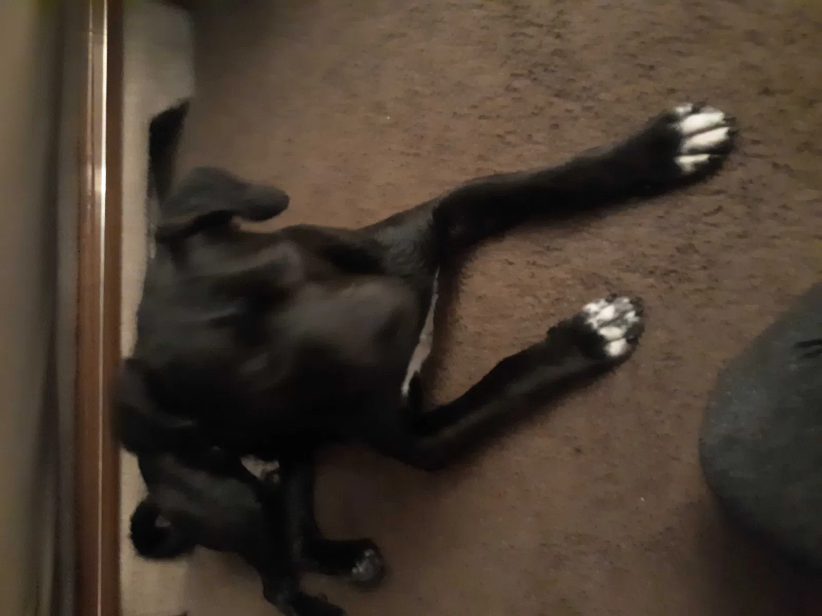 Found dog in Bethlehem, PA, 18018