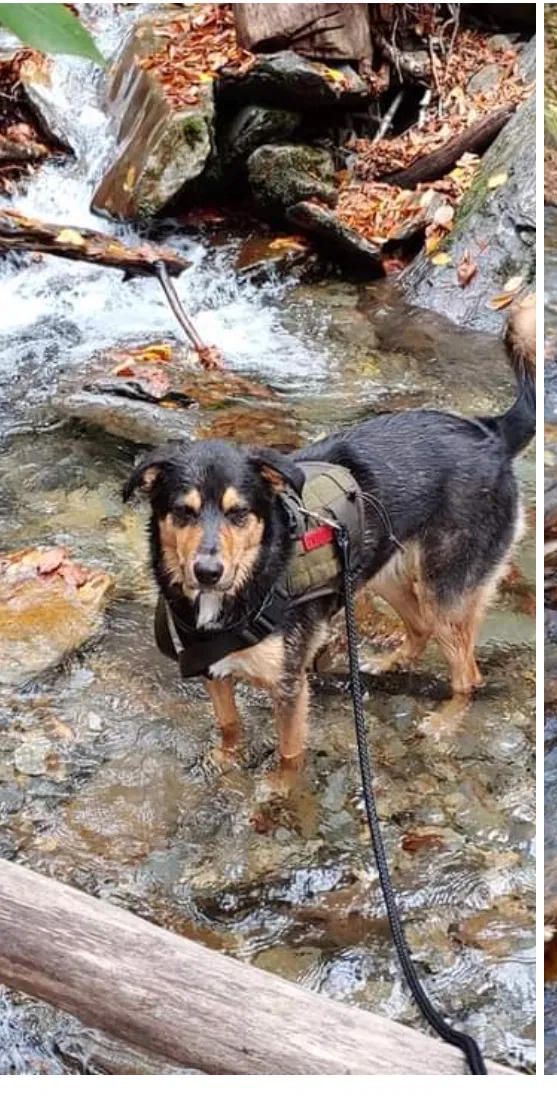 Lost dog in Waverly, GA, 31565