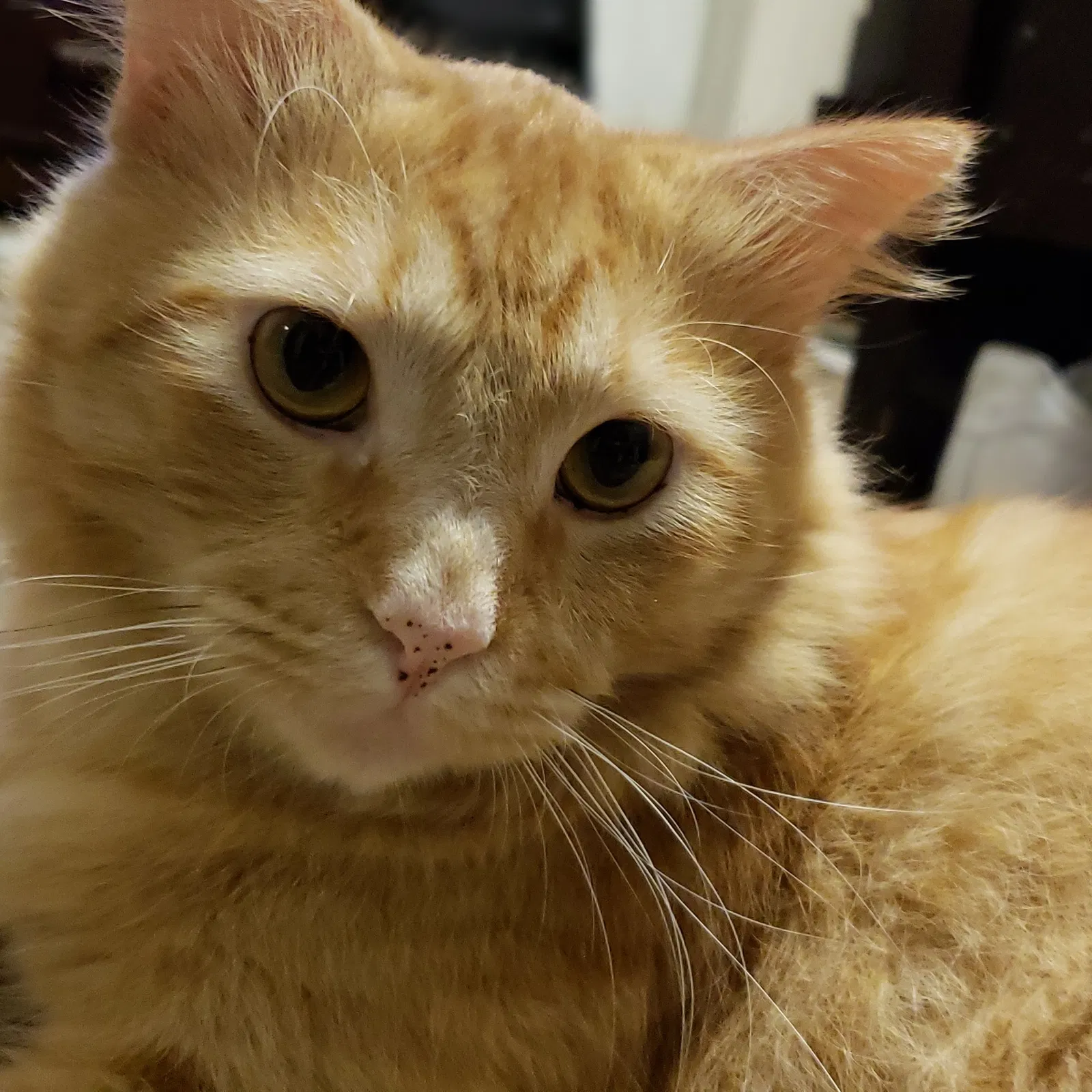 Lost cat in Miami, FL, 33189