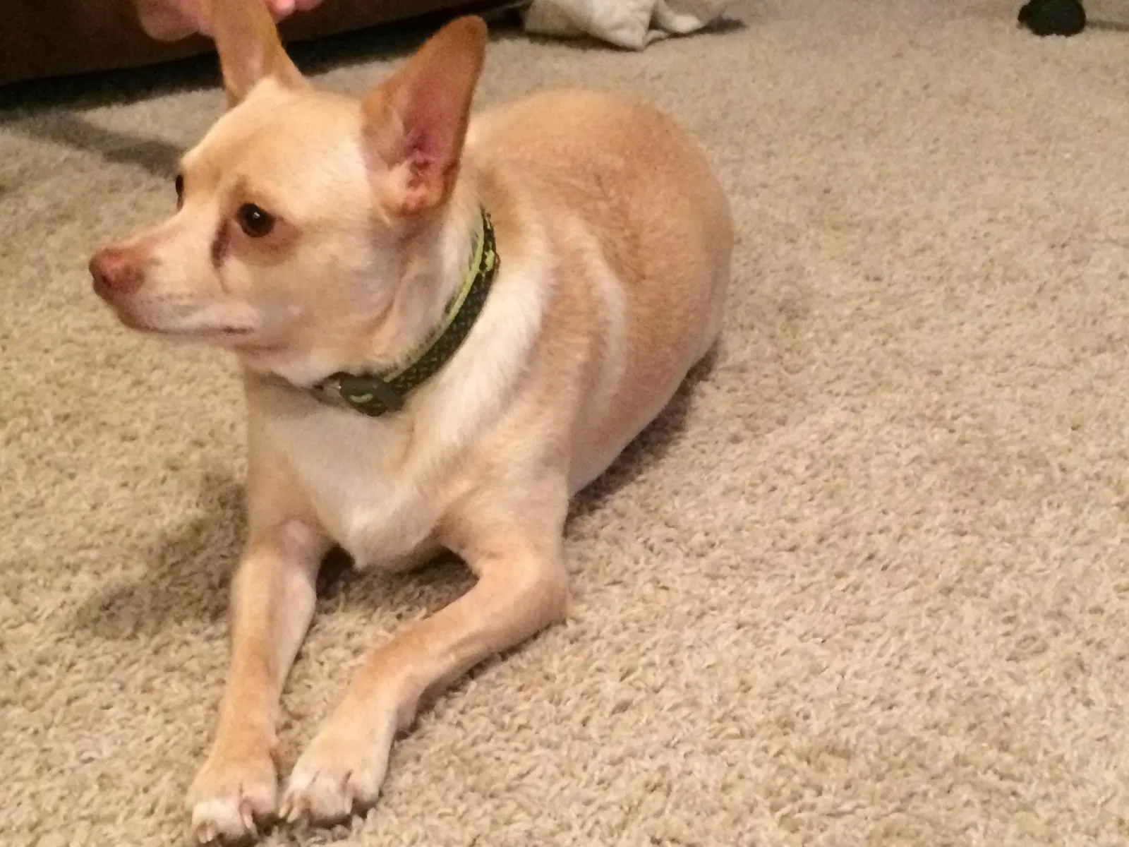 Lost dog in Palm Bay, FL, 32907
