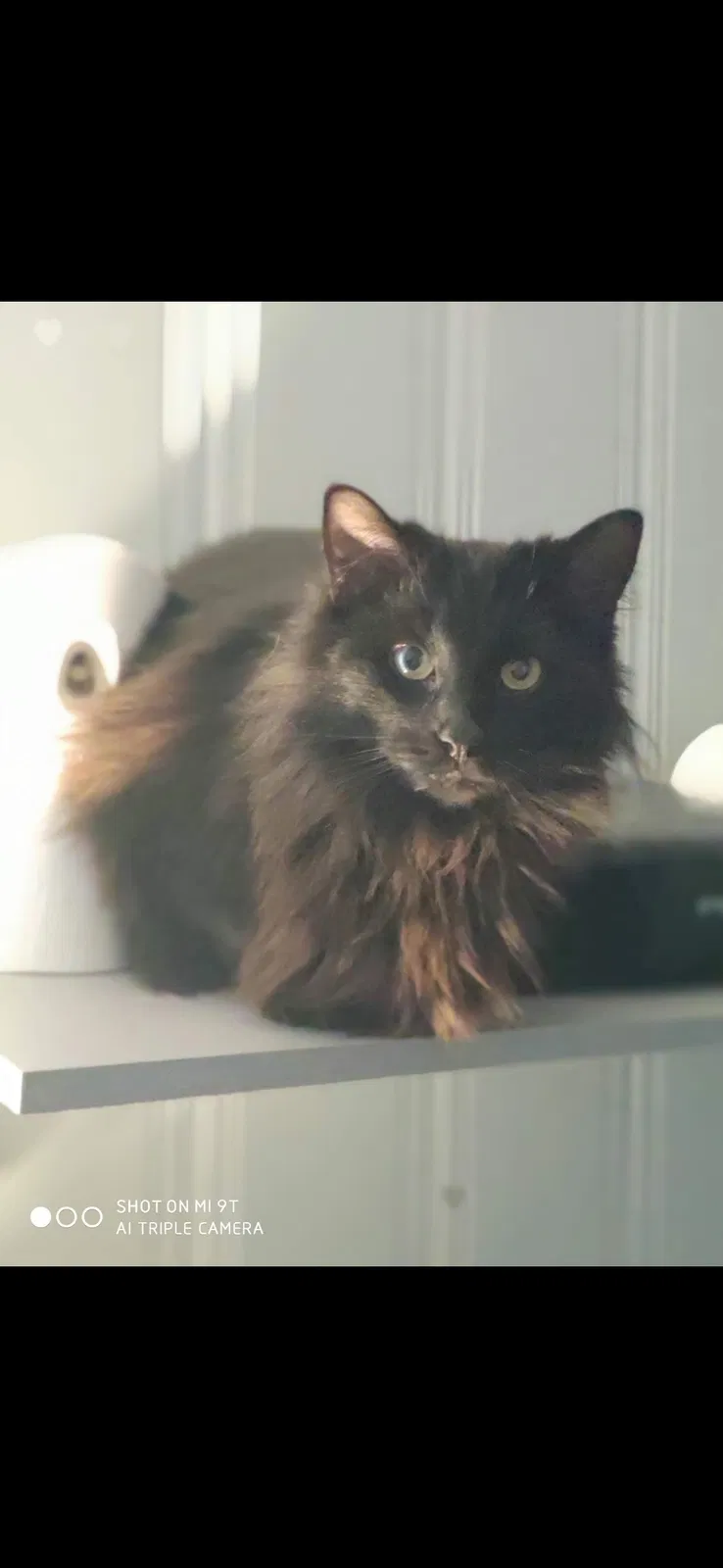 Lost cat in Fort Worth, TX, 76108