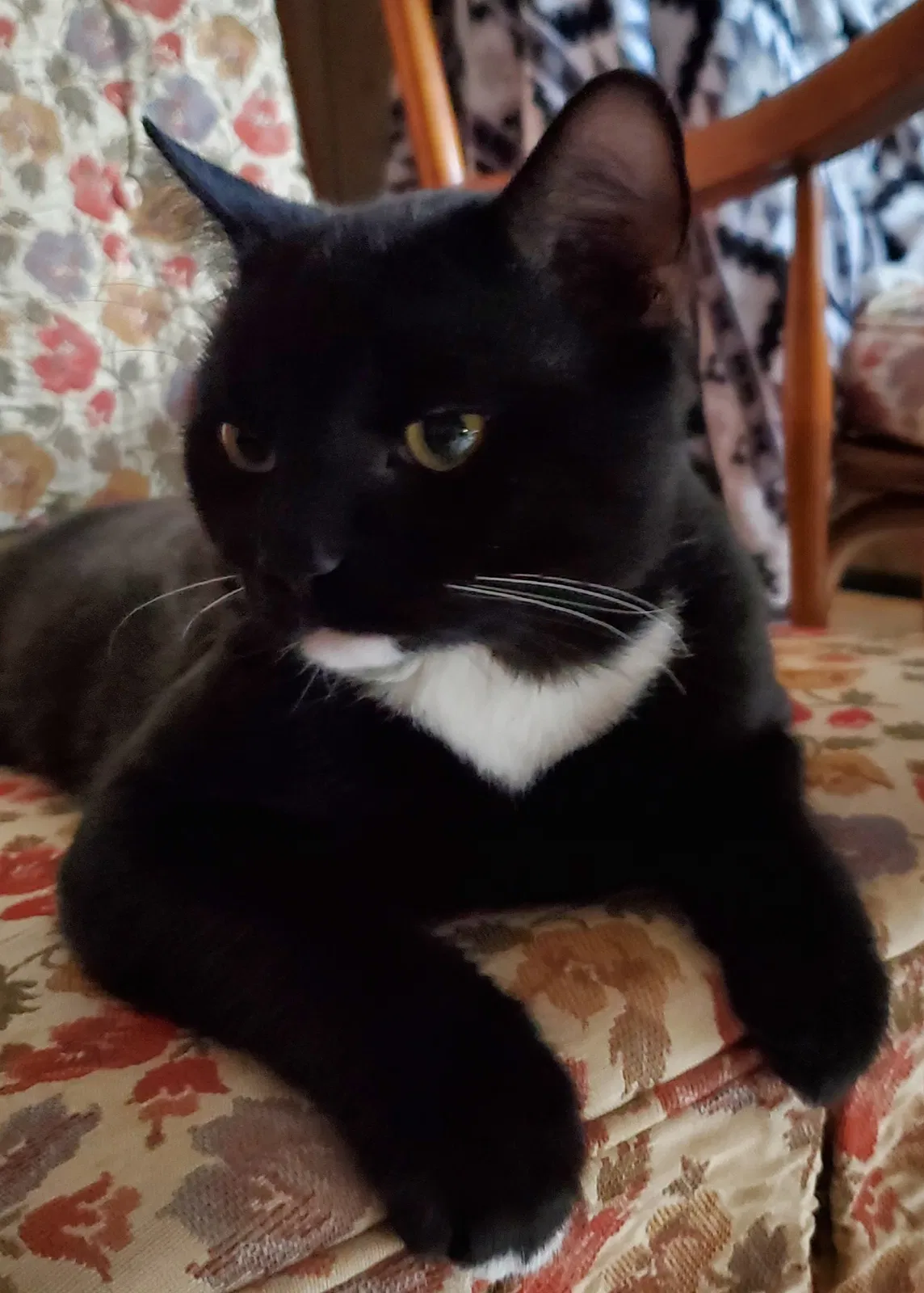 Found cat in Pittsburgh, PA, 15212