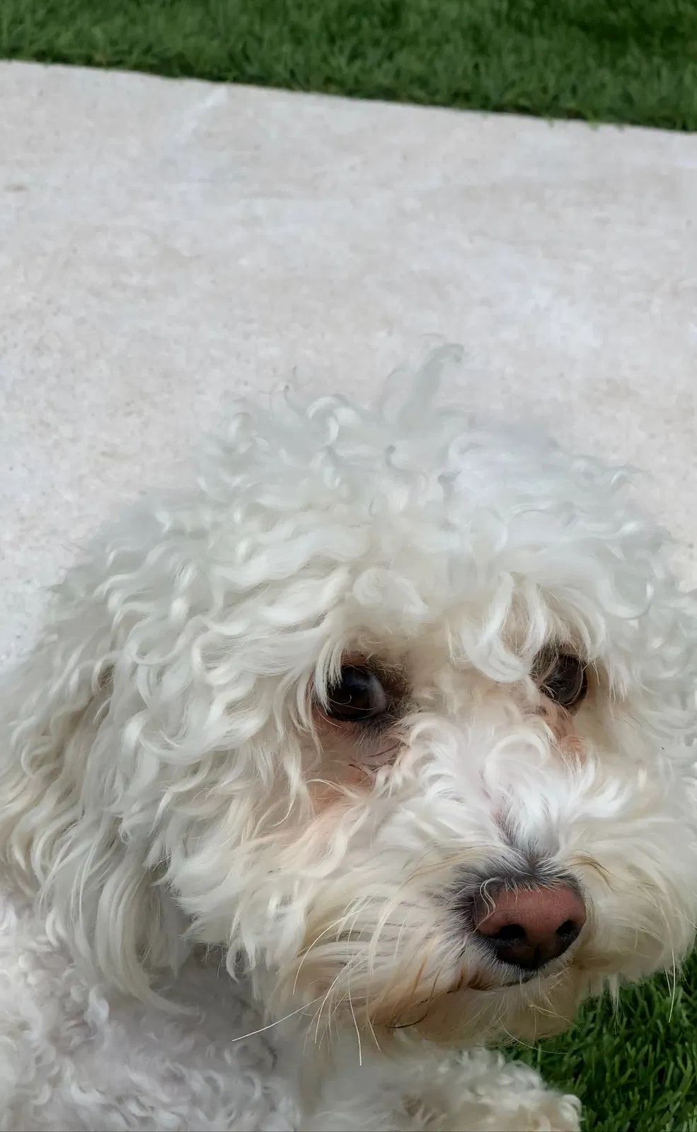 Lost dog in Houston, TX, 77024