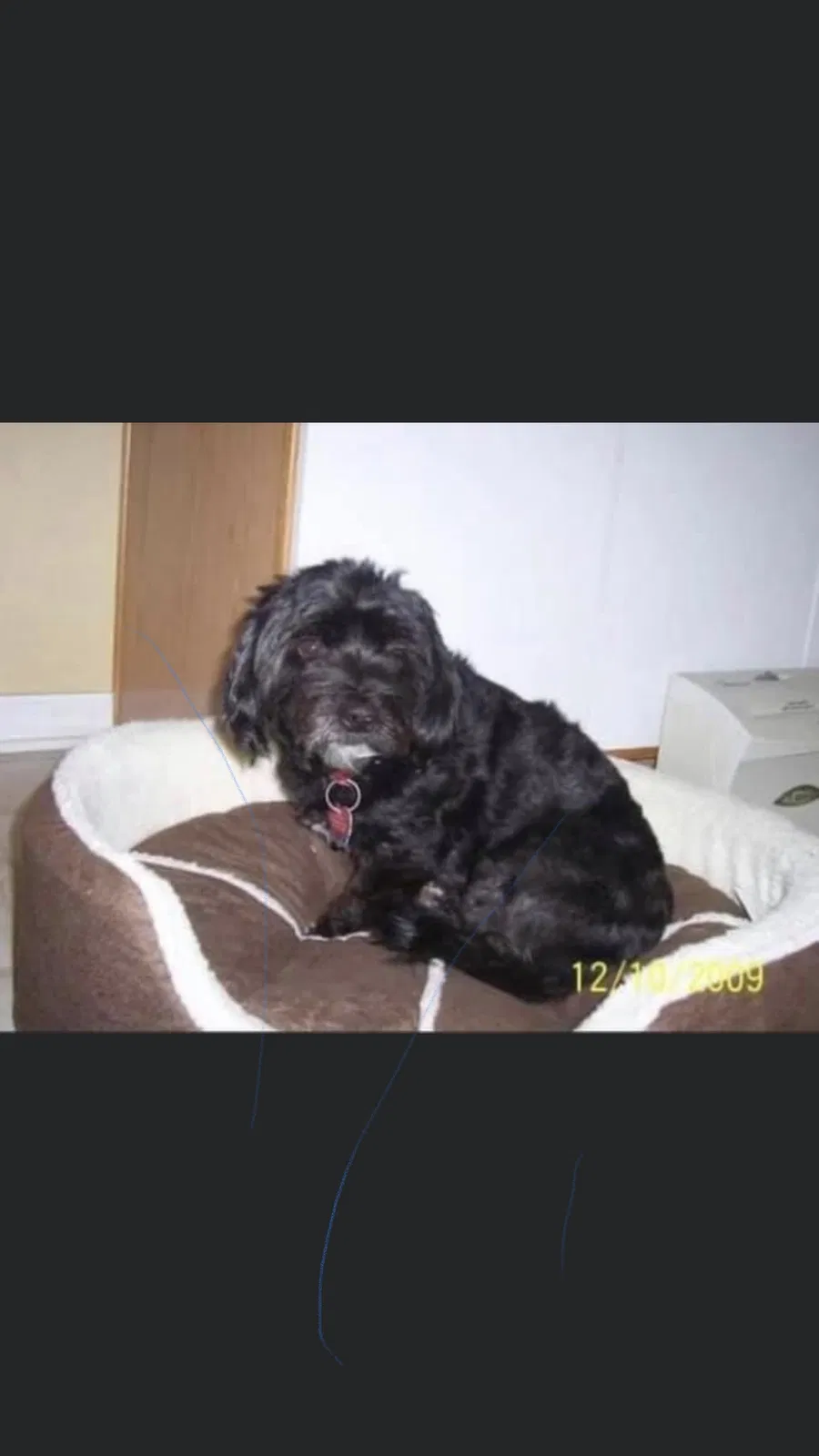 Lost dog in Orlando, FL, 32828