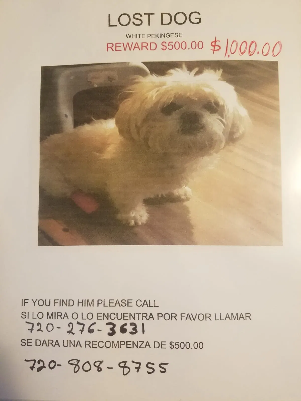 Lost dog in Denver, CO, 80260
