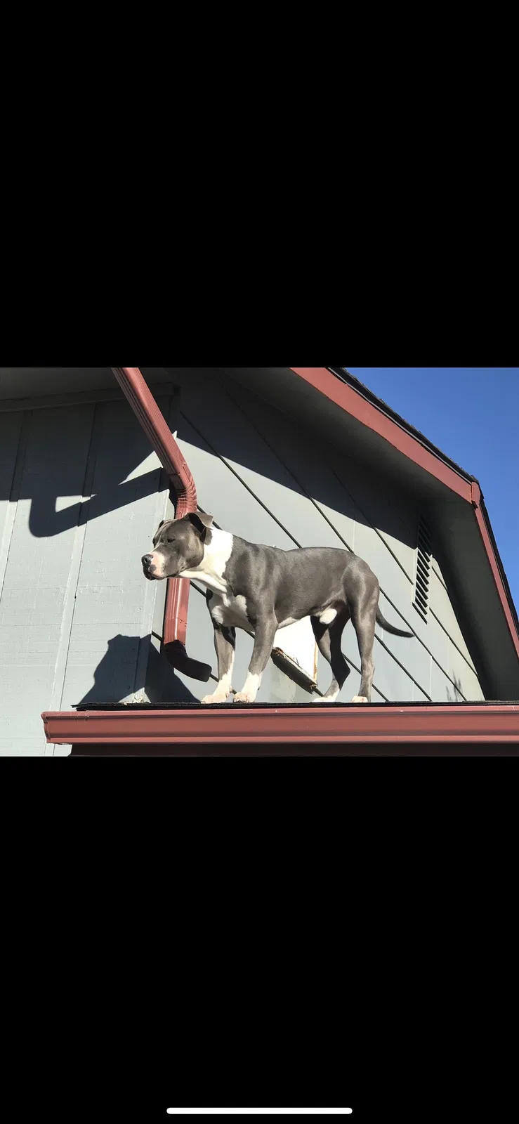 Lost dog in Colorado Springs, CO, 80916