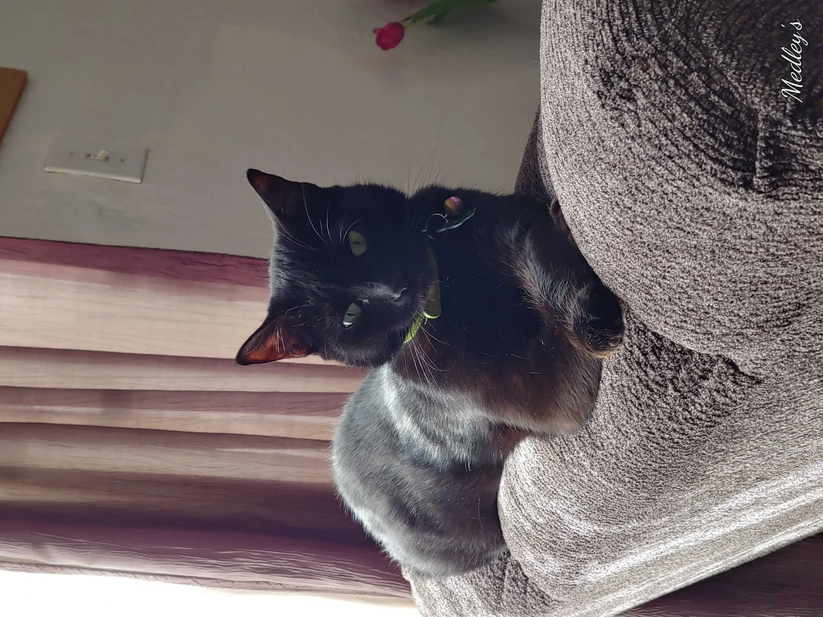 Lost cat in Albuquerque, NM, 87107