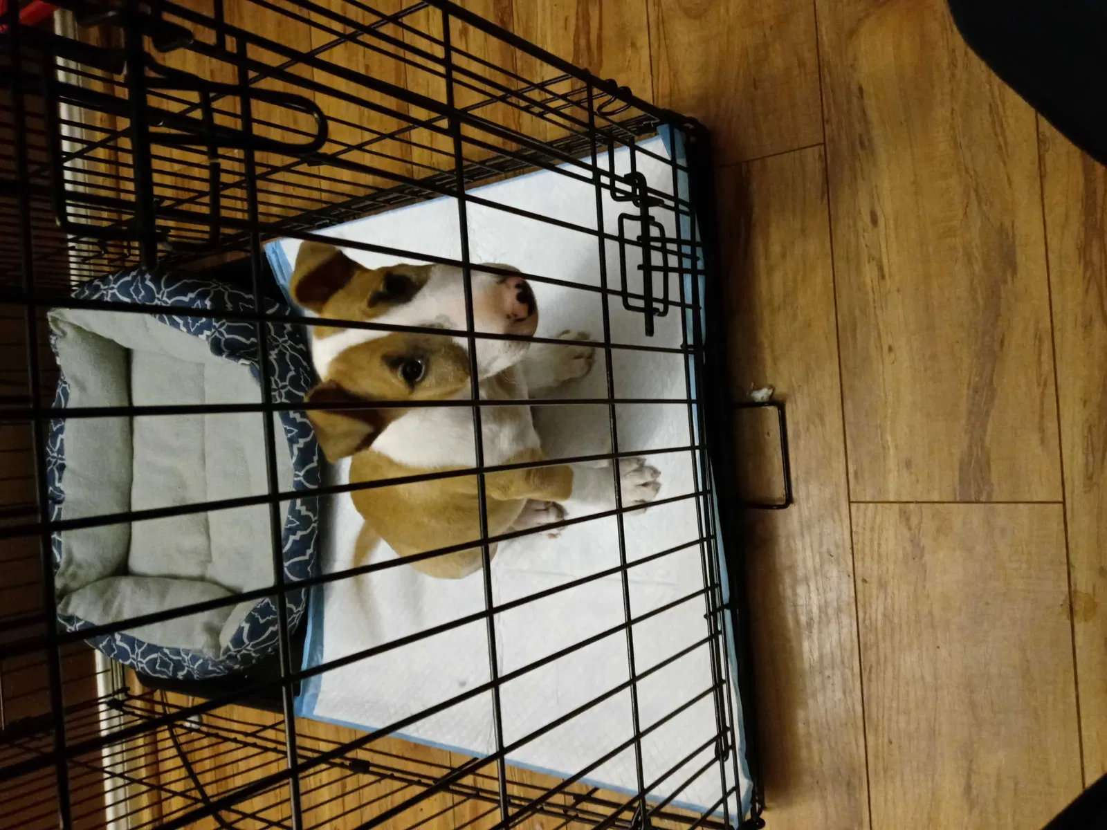 Lost dog in Katy, TX, 77449