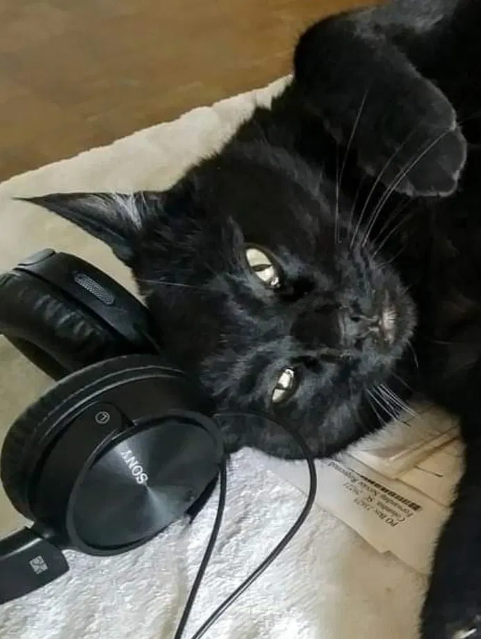Lost cat in Jefferson City, MO, 65109