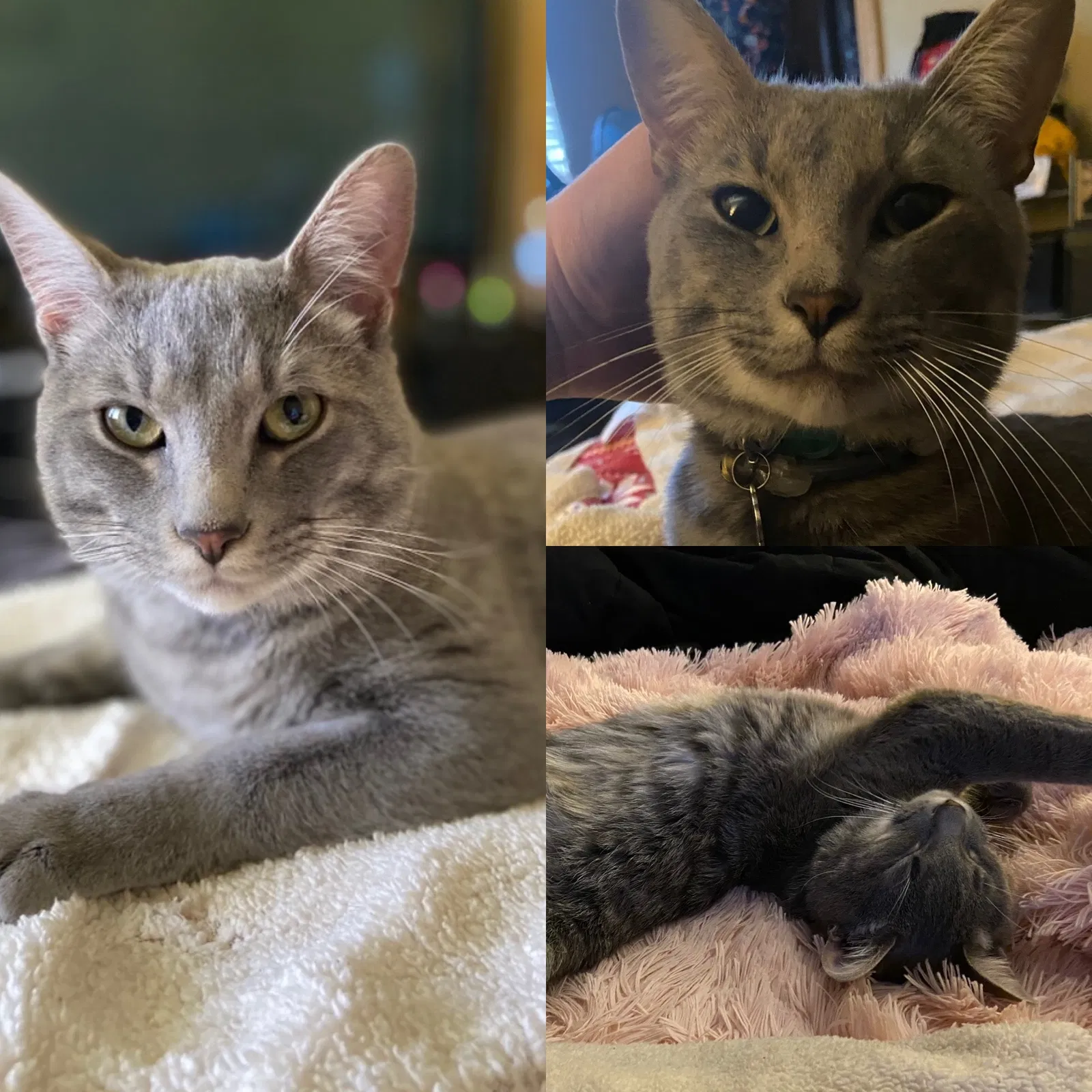 Lost cat in Springfield, MO, 65807