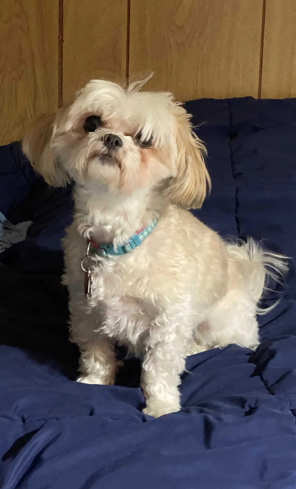 Lost dog in Chicago, IL, 60630