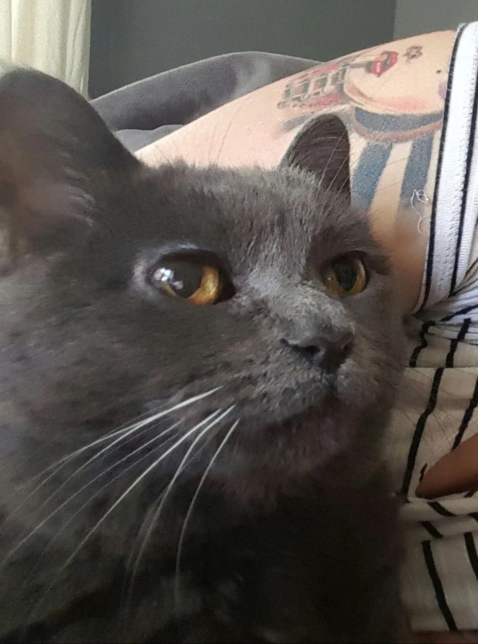 Lost cat in Glendale, CA, 91205