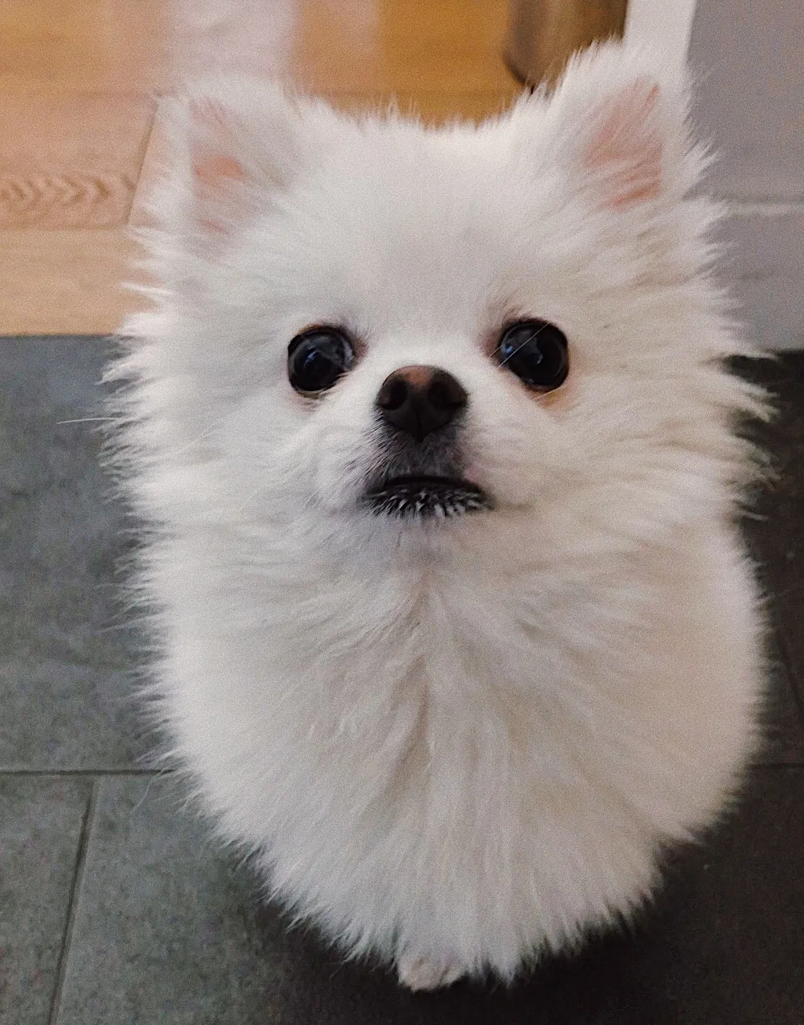Lost dog in Los Angeles, CA, 90012