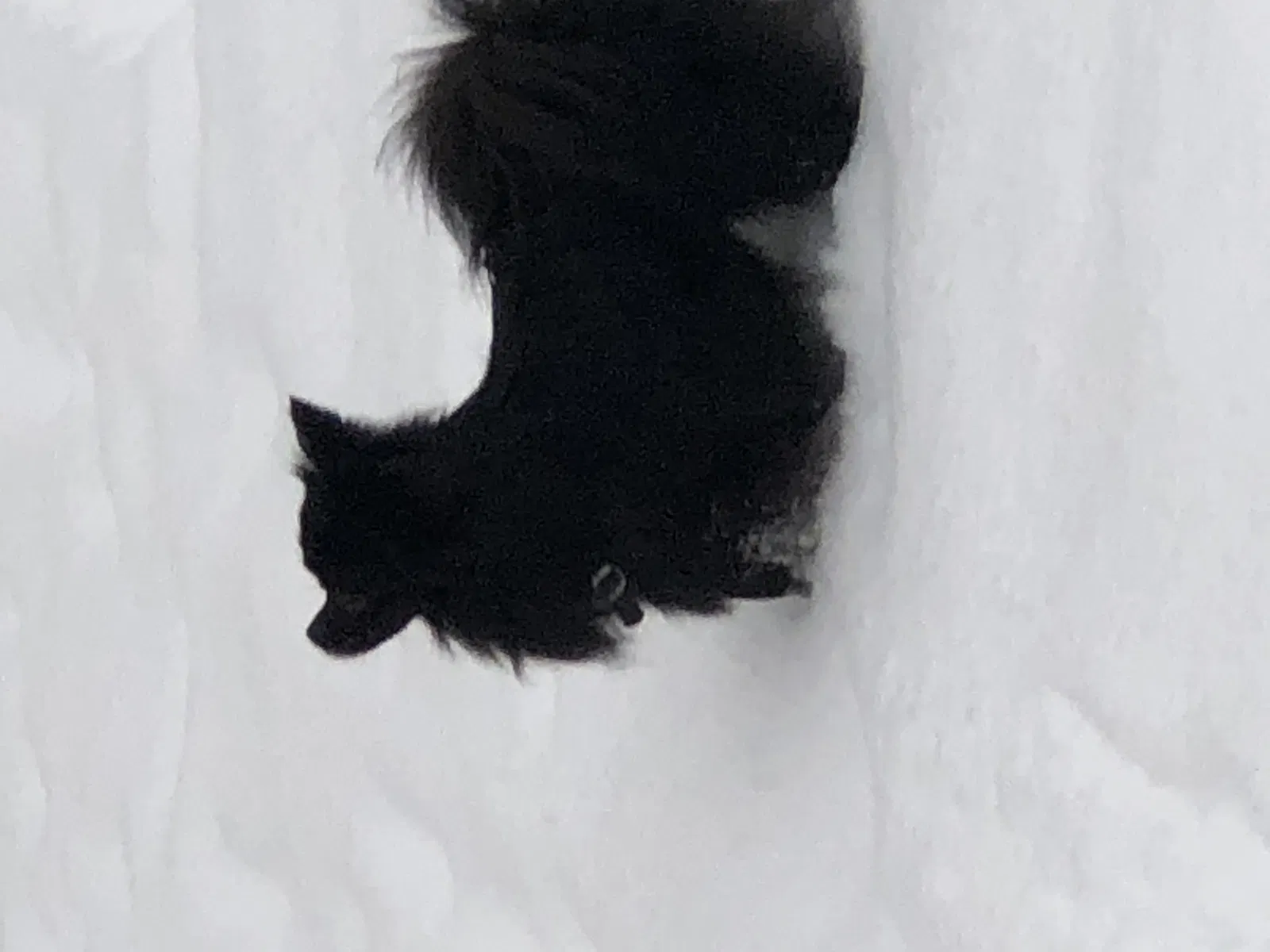 Lost dog in Oak Park, MI, 48237