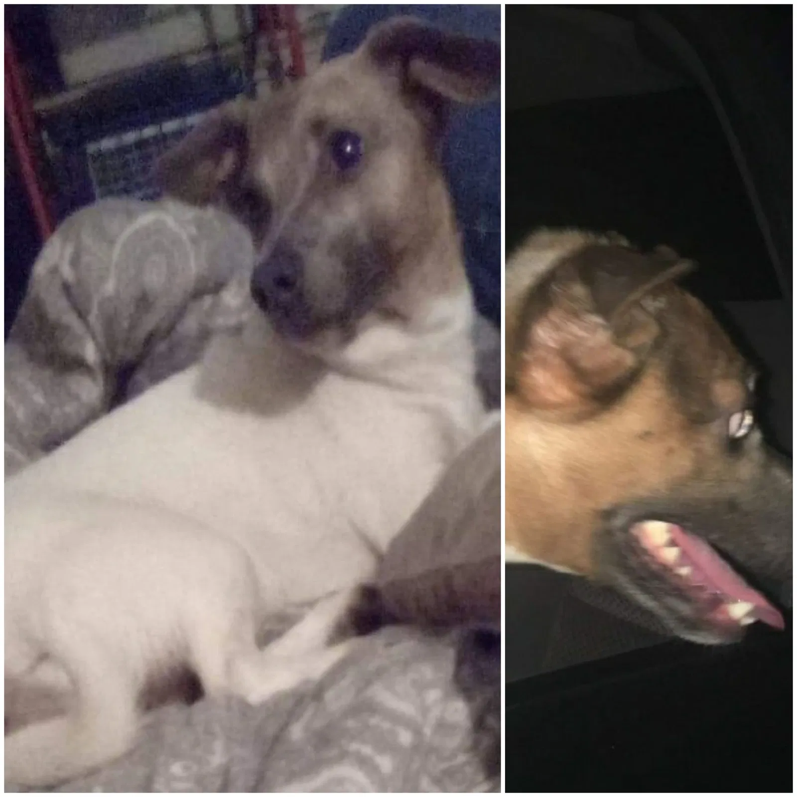 Lost dog in New Port Richey, FL, 34652