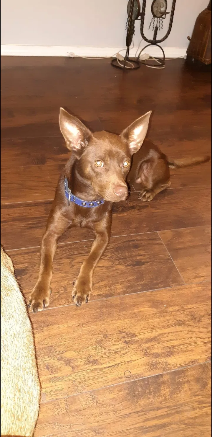 Lost dog in Dallas, TX, 75208