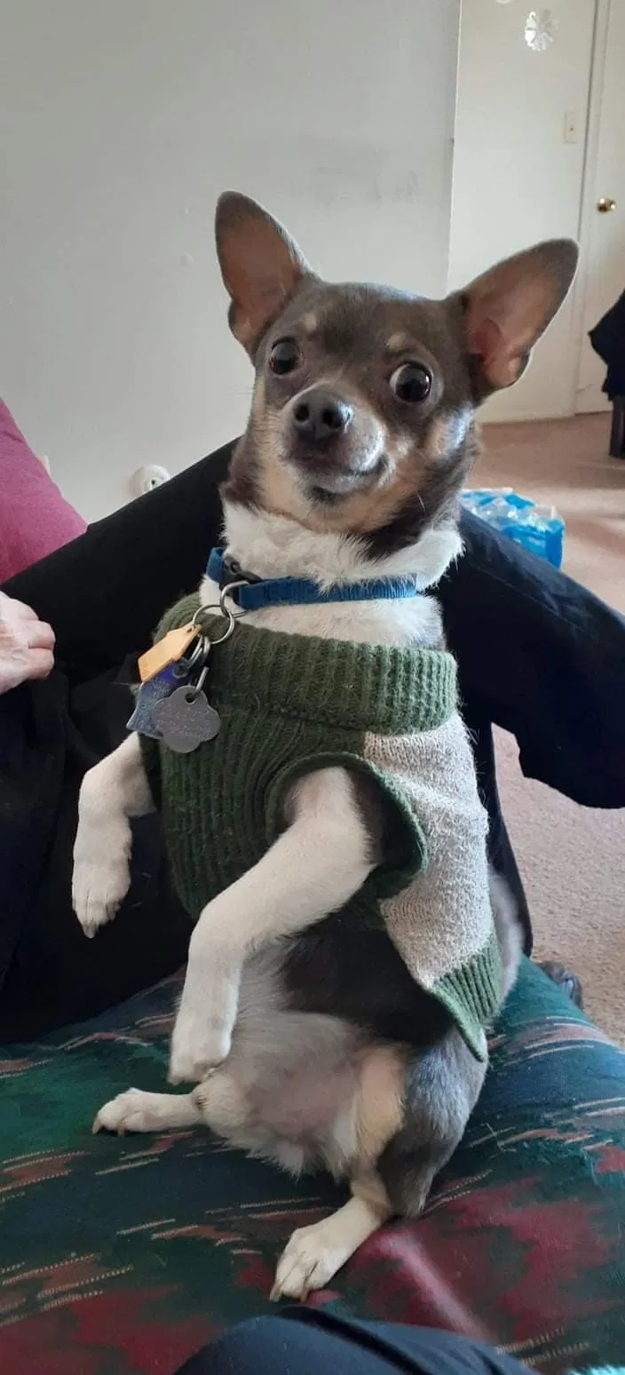Lost dog in Lincoln Park, MI, 48146
