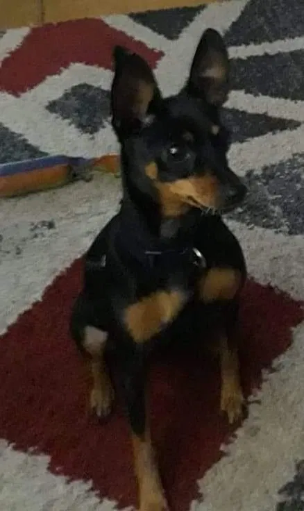 Missing Dog