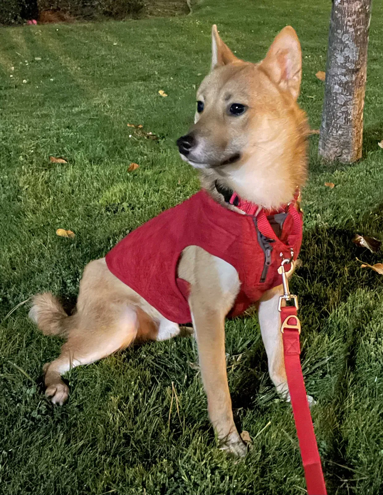 Lost dog in South San Francisco, CA, 94080