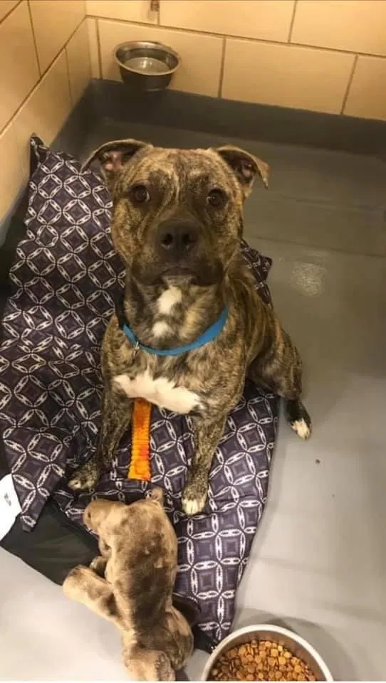Lost dog in Kansas City, MO, 64132