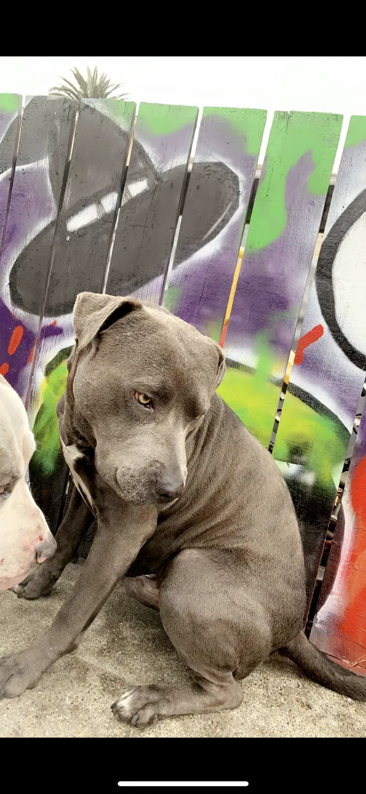 Lost dog in San Pablo, CA, 94806