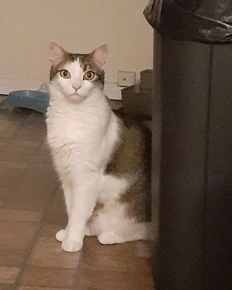 Lost cat in San Diego, CA, 92111