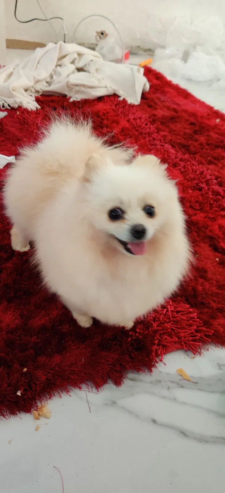 Lost dog in El Cajon, CA, 92020