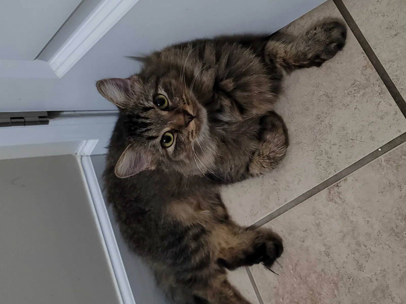 Lost cat in Charlotte, NC, 28278
