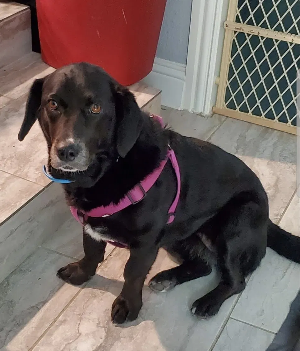 Lost dog in Fort Worth, TX, 76134