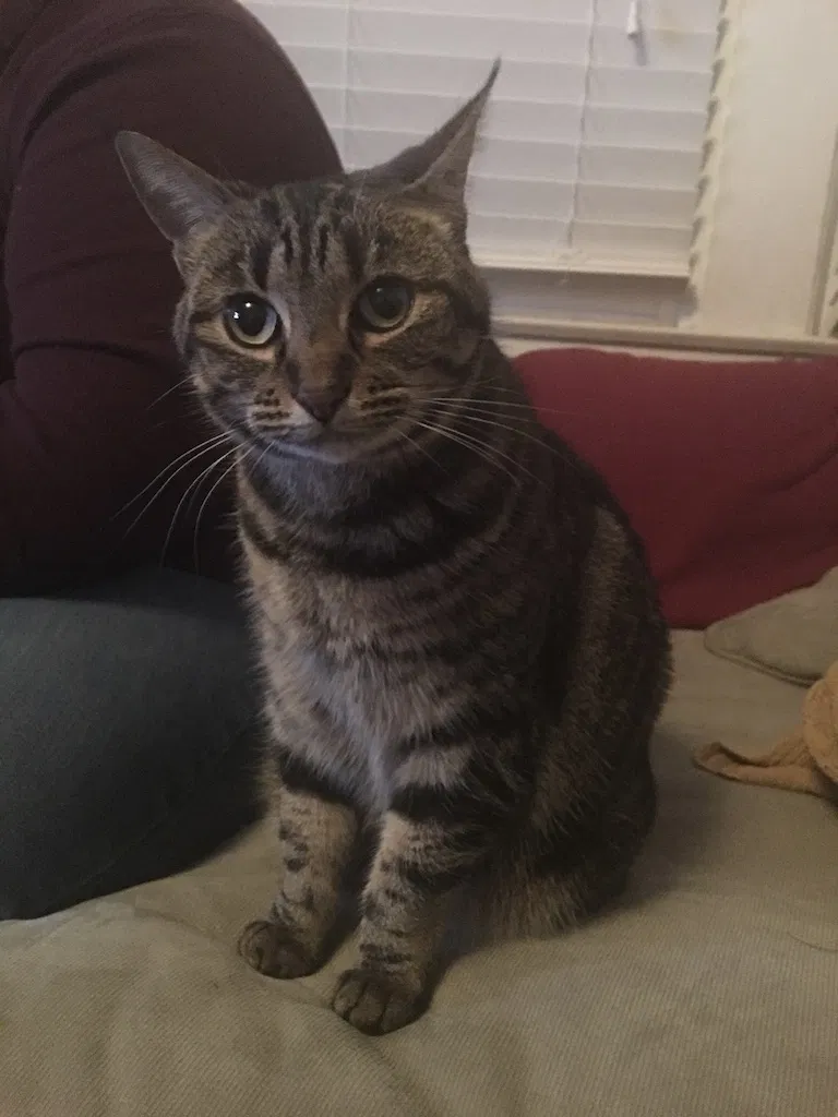 Lost cat in San Francisco, CA, 94134