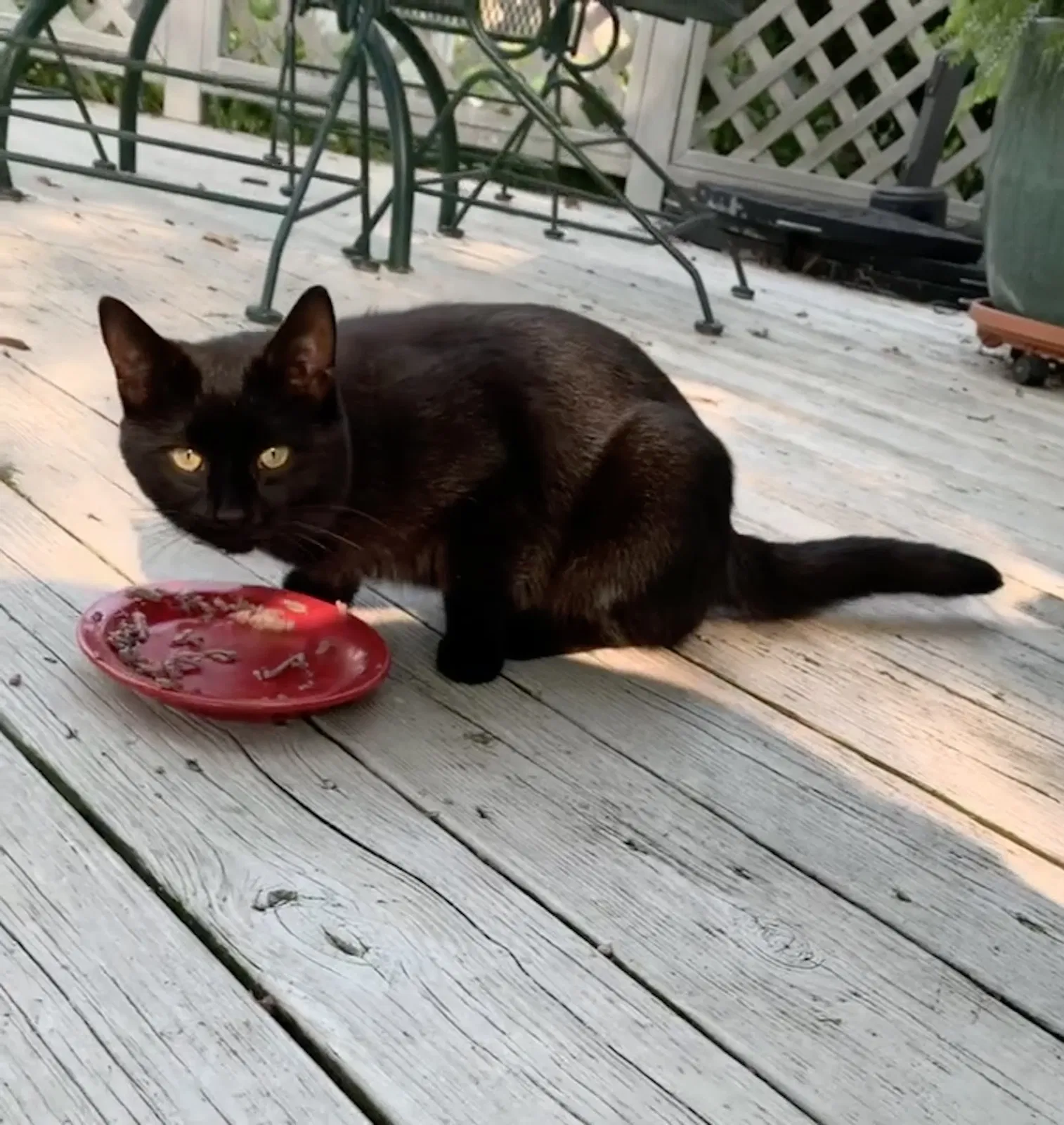 Lost cat in Cleveland, OH, 44130